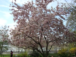 2011 Spring Scenery Walk - Riverside Park 09